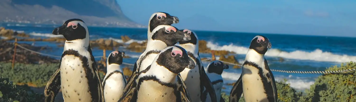 Pinguine in Kapstadt
